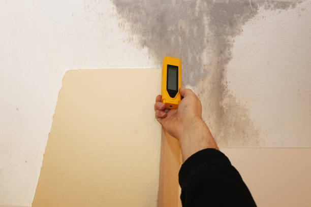 Best Basement Mold Removal  in Sunrise Manor, NV
