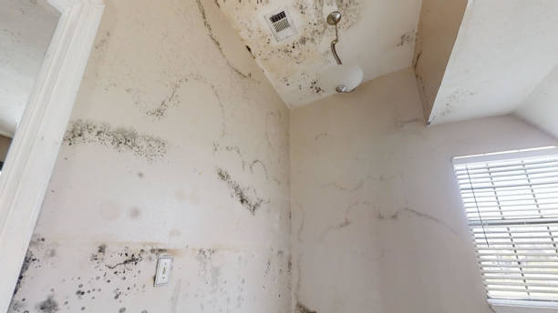 Best Crawl Space Mold Remediation  in Sunrise Manor, NV