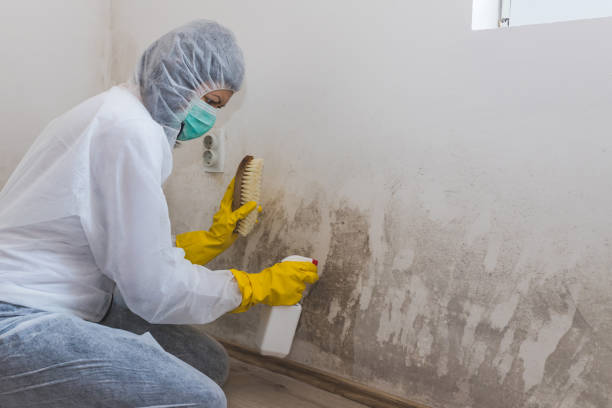 Best Industrial Mold Remediation  in Sunrise Manor, NV