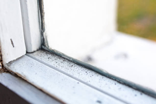 Best Forensic Mold Investigation  in Sunrise Manor, NV
