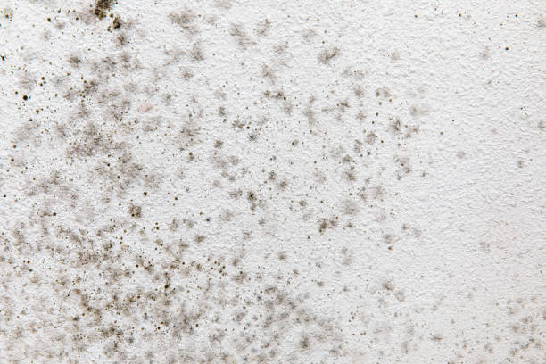 Best Mold Damage Restoration  in Sunrise Manor, NV