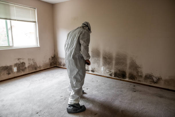 Best Asbestos and Lead Testing During Mold Inspection  in Sunrise Manor, NV