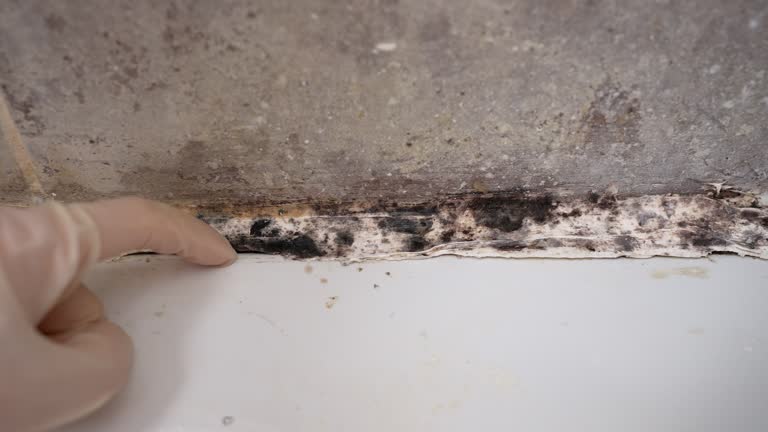 Best Asbestos and Lead Testing During Mold Inspection  in Sunrise Manor, NV