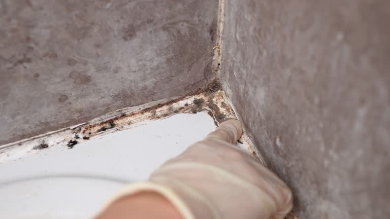 Best Air Quality Testing for Mold Spores  in Sunrise Manor, NV