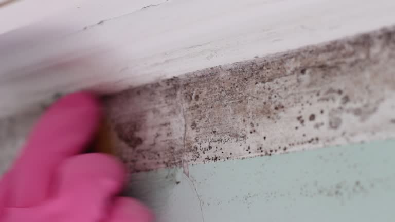 Best Mold Prevention Services  in Sunrise Manor, NV